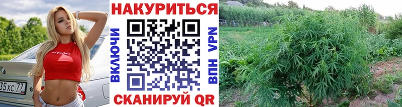 Шишки марихуана White Widow  купить наркотик  Сретенск 